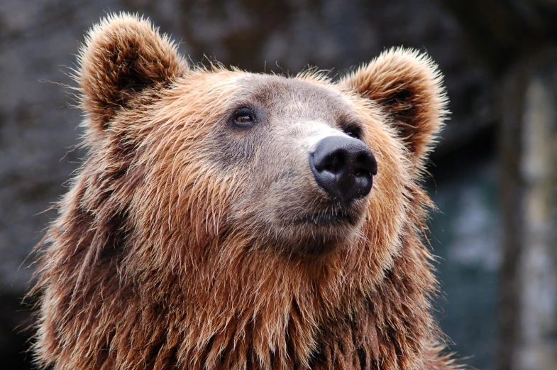 a close up of a brown bear's face, wikimedia commons, stock photo, 3-dimensional, goldilocks