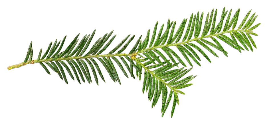 a close up of a green plant on a black background, by Robert Brackman, renaissance, black fir, rotated left right front back, wet amphibious skin, very very well detailed image