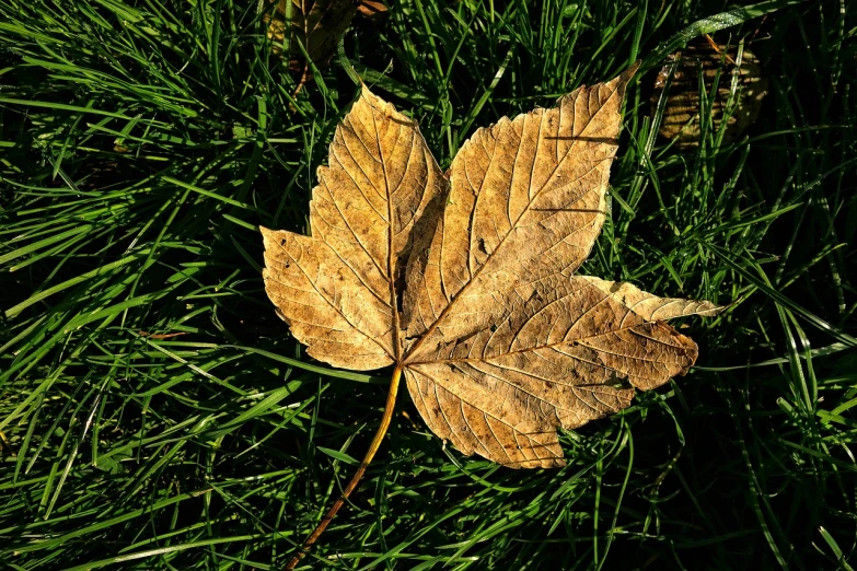 a leaf that is laying in the grass, by Richard Carline, afternoon sun, sycamore, texturized, maple syrup highlights