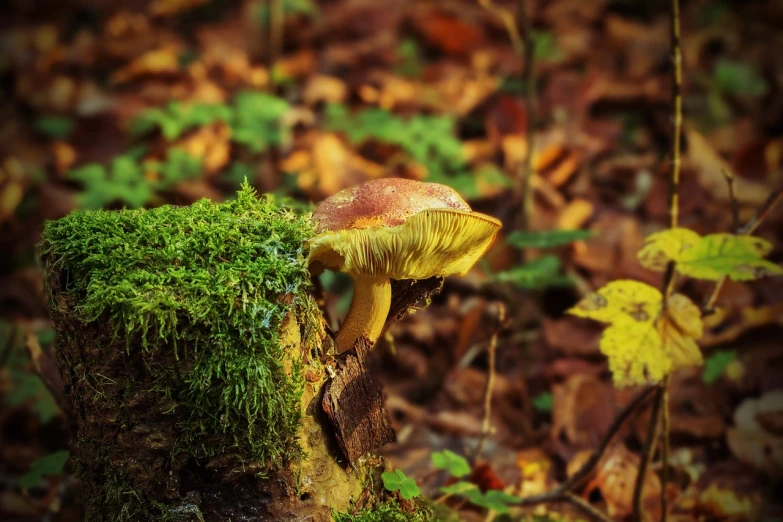 a mushroom sitting on top of a tree stump, by Dietmar Damerau, trending on pixabay, yellow carpeted, gilt-leaf winnower, viewed from the side, forest ray light