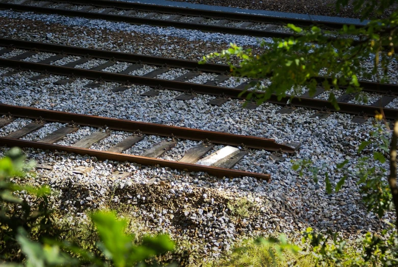 a close up of a train track near some trees, by Richard Carline, summer morning, very accurate photo, outdoor photo, difraction from back light