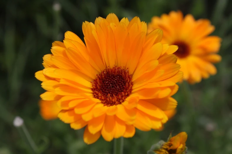 a couple of yellow flowers sitting on top of a lush green field, by Erwin Bowien, hurufiyya, hairy orange body, marigold, !!highly detalied, orange halo