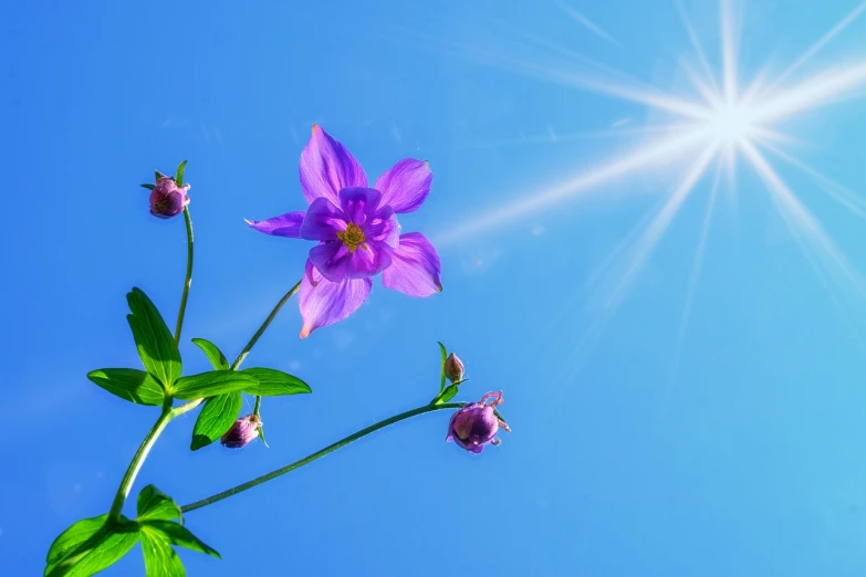 a purple flower sitting on top of a green plant, a picture, by Jan Rustem, sunbeams blue sky, clematis like stars in the sky, volumetric rays, wallpaper - 1 0 2 4