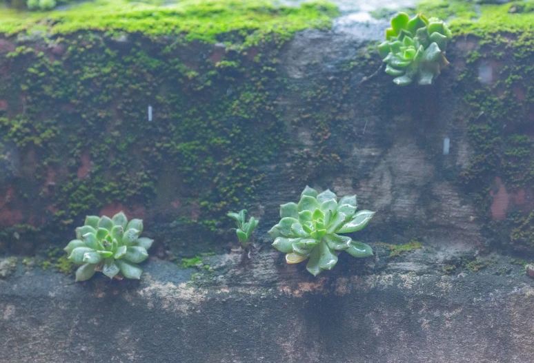 a wall that has some plants growing out of it, a macro photograph, green water, 1/1250sec at f/2.8, background image, outdoor photo