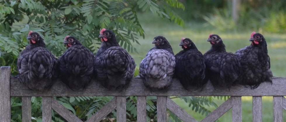 a group of chickens sitting on top of a wooden fence, a portrait, by Anne Dunn, flickr, dark grey robes, cobalt coloration, side profile shot, black opals