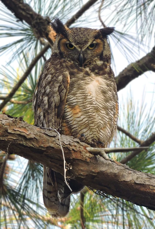 a large owl sitting on top of a tree branch, a portrait, by David Garner, pexels, dada, hd —h 1024, high-angle, taken in the late 2010s, mom