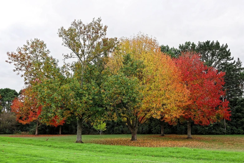 a group of trees that are standing in the grass, by Peter Prendergast, pexels, colorful leaves, 200mm wide shot, tony roberts, panorama