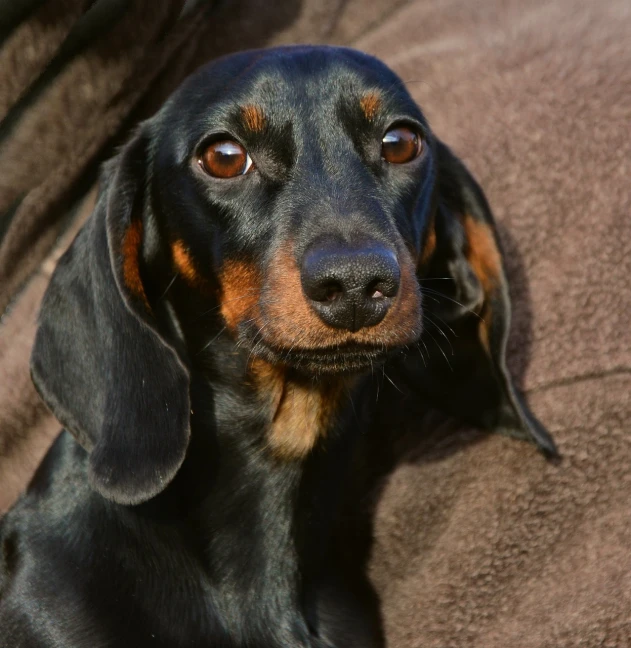 a close up of a dog on a couch, a portrait, by Lorraine Fox, pexels, photorealism, dachshund, pretty pretty face, black dog, innocent look. rich vivid colors