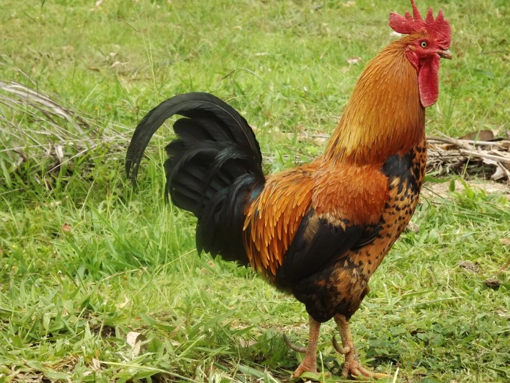 a rooster standing on top of a lush green field, by Gwen Barnard, sumatraism, very handsome, huge glistening muscles, local conspirologist, year 2447