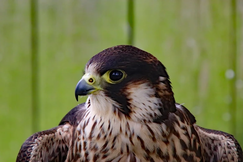 a close up of a bird of prey, by Dietmar Damerau, flickr, portrait of a sharp eyed, pondering, merlin, museum quality photo