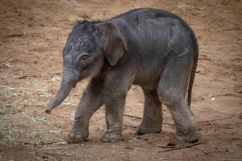 a baby elephant standing next to a pile of hay, a portrait, flickr, sumatraism, walking towards camera, very sleepy and shy, taken in the early 2020s, in a fighting stance