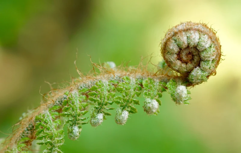 a close up of a leaf on a plant, by Robert Brackman, hurufiyya, sea horse, spiralling bushes, today\'s featured photograph 4k, miniature forest