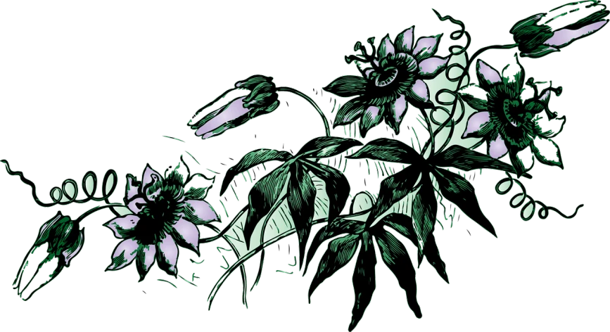 a drawing of a bunch of flowers in a vase, a digital rendering, inspired by Earnst Haeckel, art nouveau, passion flower, black light, loosely cropped, dark illustration