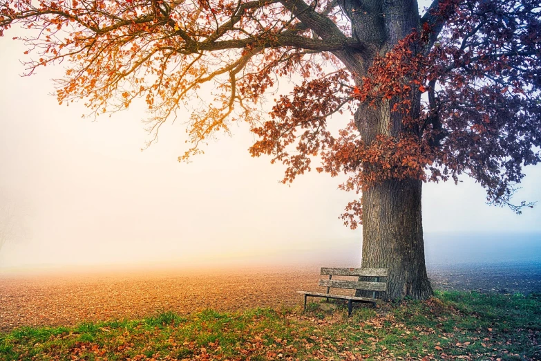 a bench under a tree on a foggy day, a picture, by Béla Nagy Abodi, trending on pixabay, soft autumn sunlight, seasons!! : 🌸 ☀ 🍂 ❄, looking onto the horizon, oak tree