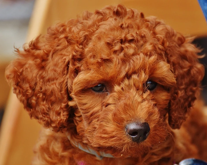 a close up of a dog sitting on a chair, by Jan Rustem, pixabay, renaissance, curly copper colored hair, cheburashka, innocent look. rich vivid colors, curly afro