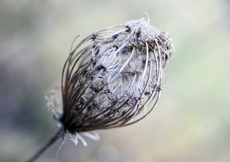 a close up of a flower head with a blurry background, by Dave Allsop, dried plants, silver filigree, lace web, empty