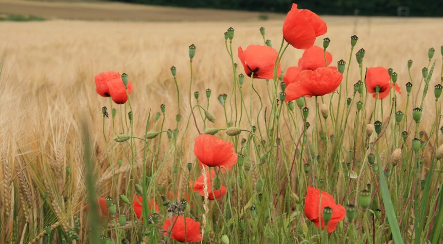 a field of red poppies in the middle of a wheat field, a portrait, high quality product image”