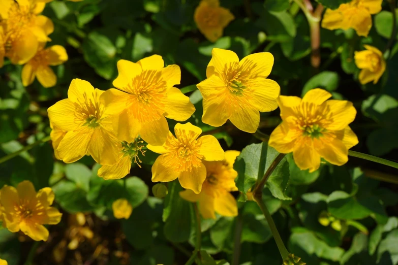 a group of yellow flowers sitting on top of a lush green field, by Kiyoshi Yamashita, flickr, hurufiyya, flowering vines, flowers in a flower bed, shade, band of gold round his breasts