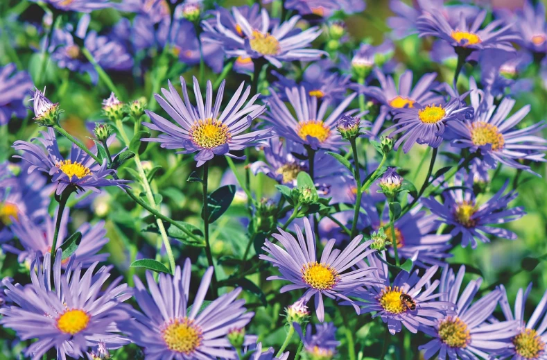 a bunch of purple flowers with yellow centers, blue flowers bloomed all over, crisp edges, 🦩🪐🐞👩🏻🦳, fragrant plants