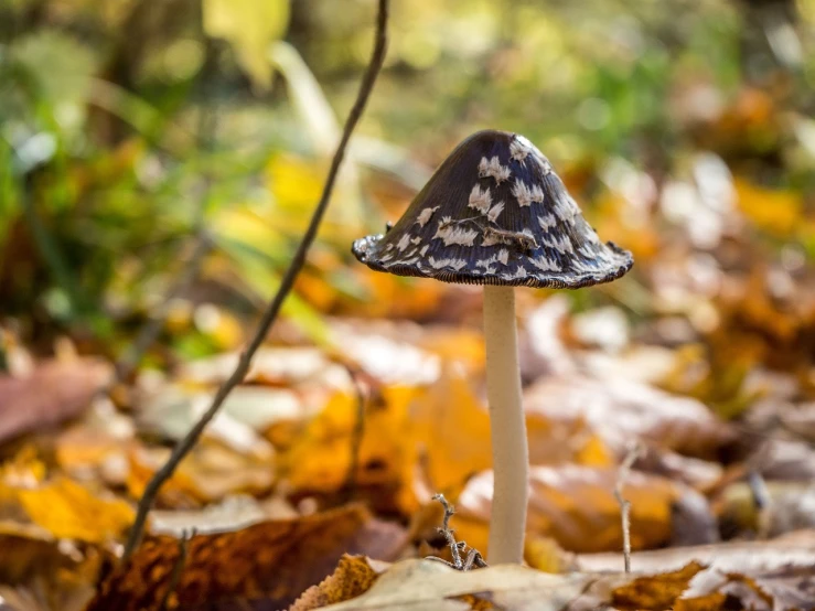 a close up of a mushroom on the ground, by Etienne Delessert, unsplash, fancy funny hat, trap made of leaves, spotted, in beautiful woods