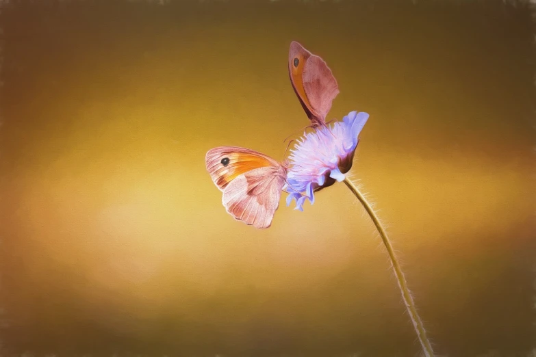 a butterfly sitting on top of a purple flower, a digital painting, soft golden light, male and female, winning photo, oil paint style