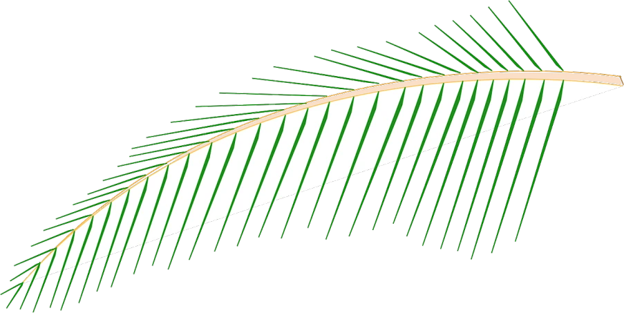 a close up of a palm leaf on a white background, an illustration of, inspired by Masamitsu Ōta, drawn in microsoft paint, sukkot, coloured line art, serrated point