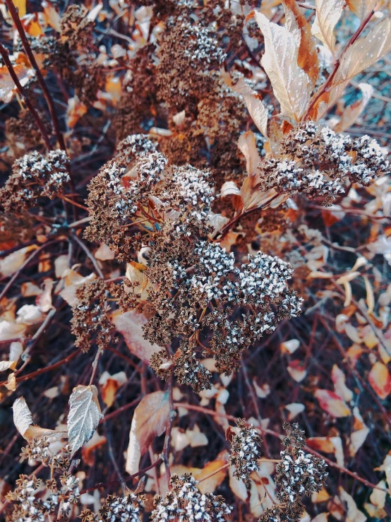 a close up of a plant with snow on it, pexels, pointillism, spooky autumnal colours, made of dried flowers, hydrangea, iphone detailed photo