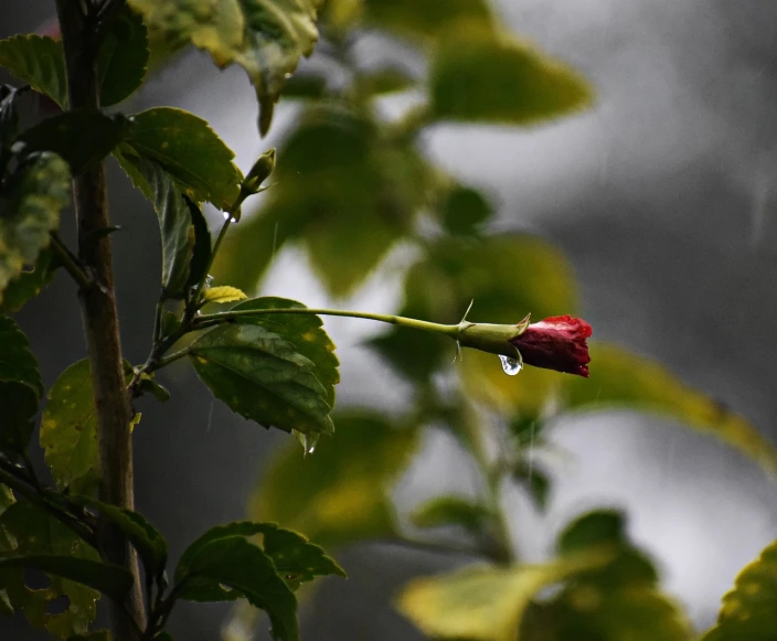 a red rose sitting on top of a leaf covered tree, a picture, by Jan Rustem, like tears in rain time to die, monsoon, buds, viewed from a distance
