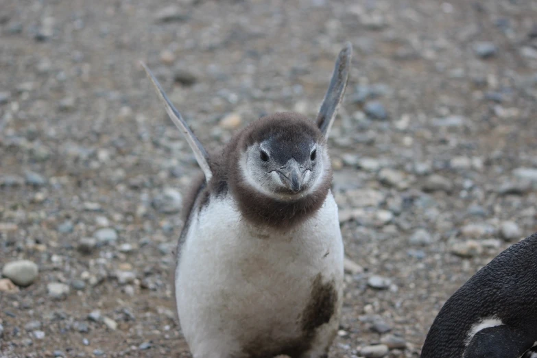 a penguin that is standing in the dirt, flickr, closeup of an adorable, lunging at camera :4, with pointy ears, high res photo