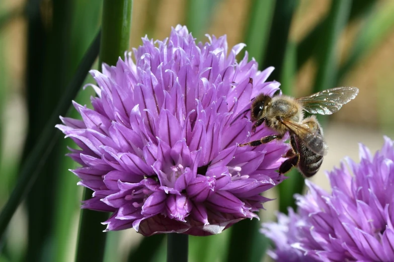 a bee sitting on top of a purple flower, by Robert Brackman, pexels, plein air, onion, clover, hexagonal shaped, emerald