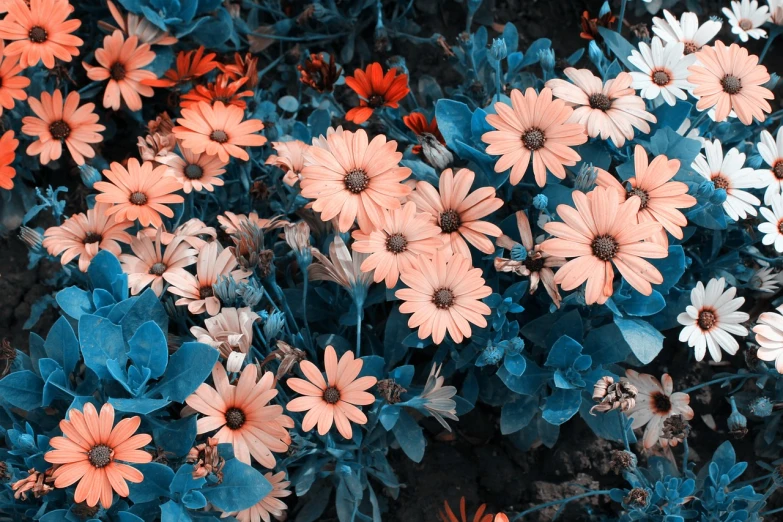 a bunch of orange and white flowers in a field, a colorized photo, inspired by Elsa Bleda, trending on unsplash, blue and pink colour splash, lying on a bed of daisies, black flowers, tropic plants and flowers