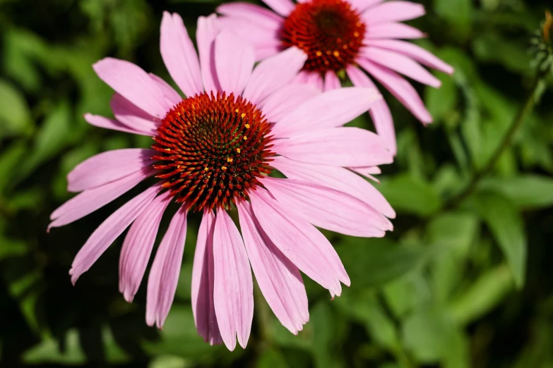 a couple of pink flowers sitting on top of a lush green field, a photo, renaissance, closeup photo, cone shaped, she is the center of the garden, flowers with very long petals