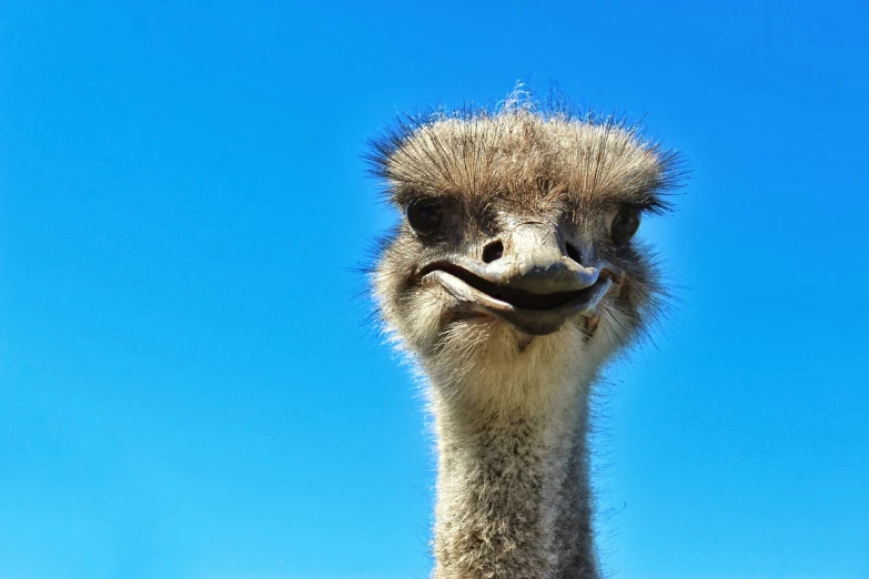a close up of an ostrich's head against a blue sky, a picture, by Matthias Weischer, hurufiyya, smiling like a jerk, “portrait of a cartoon animal, selfie shot straight on angle, stock photo