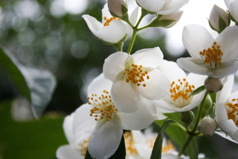 a close up of a bunch of white flowers, by Emanuel de Witte, flickr, manuka, lush paradise, beautiful flower, jasmine