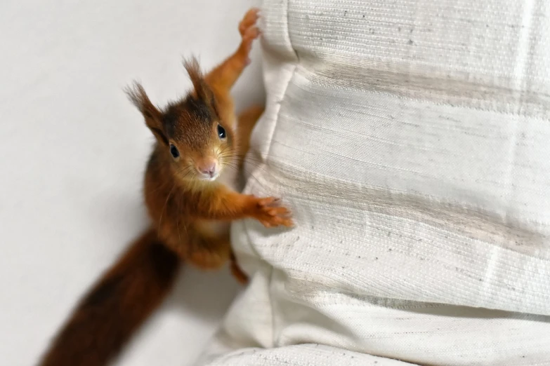 a small squirrel sitting on top of a white blanket, a photo, reportage photo, jumping towards viewer, mid shot photo