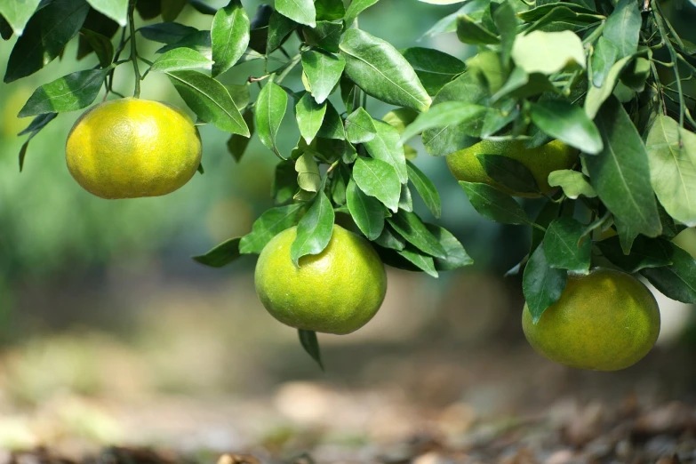 a bunch of oranges hanging from a tree, a portrait, shutterstock, lime green, hyperedetailed photo, very detailed picture, beijing