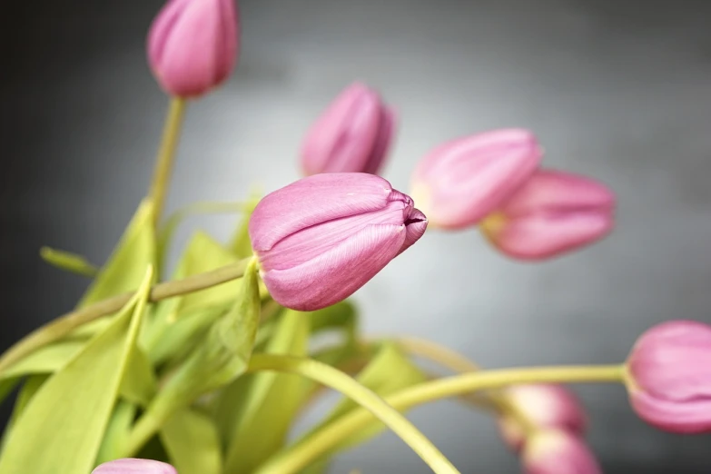 a close up of some pink flowers in a vase, shutterstock, close macro photo. studio photo, tulips, on a gray background, highly detailed product photo