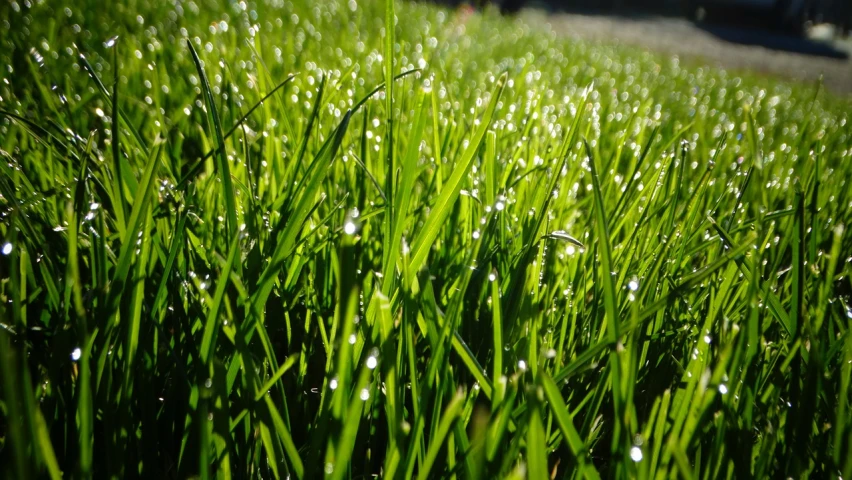 a field of grass with water droplets on it, emeralds, 8 0 mm photo