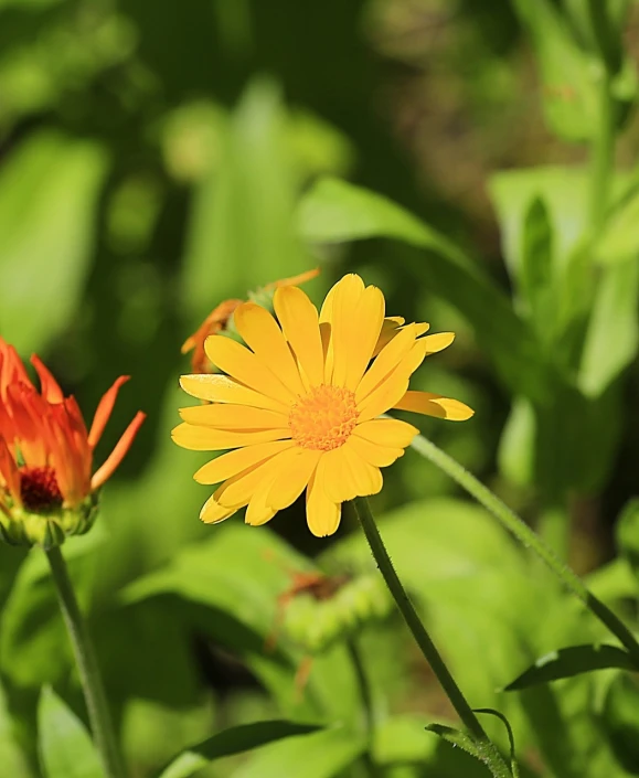 a yellow flower sitting on top of a lush green field, a picture, by Tom Carapic, orange blooming flowers garden, closeup photo, flash photo, anna nikonova