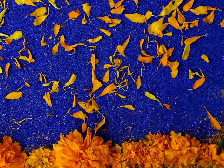 a bunch of yellow flowers on a blue surface, an ultrafine detailed painting, inspired by Yves Klein, pexels, vanitas, celebrating day of the dead, fall leaves on the floor, superb detail 8 k, confetti