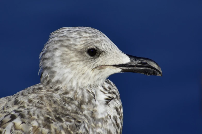 a close up of a bird with a blue background, a portrait, by Dave Allsop, seagull, gray mottled skin, immature, side profile centered