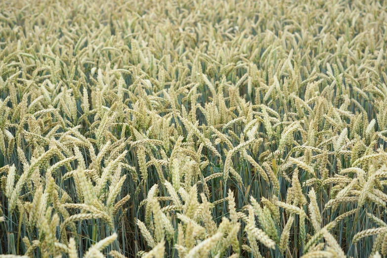 a field of wheat ready to be harvested, precisionism, white neck visible, high quality product image”