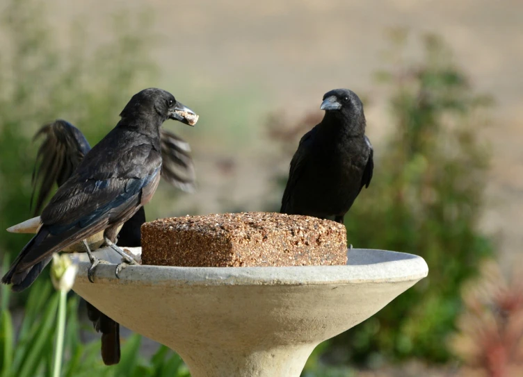 two black birds sitting on top of a bird bath, by Linda Sutton, flickr, having a snack, black crows, california, on display