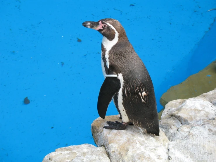 a penguin standing on top of a rock next to a blue wall, a photo, flickr, hyperdetailed!, shiny skin”, halyomorpha halys, !! low contrast!!