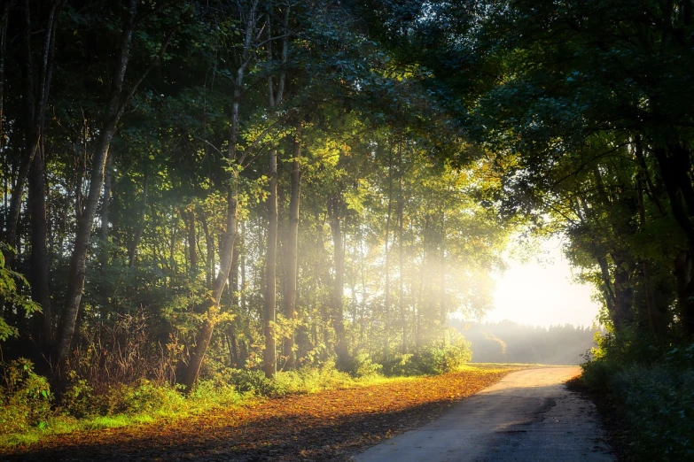 a person riding a horse down a dirt road, a photo, by Julian Allen, shutterstock, fine art, sun rays through the trees, in an evening autumn forest, gas street lamps. country road, indian forest