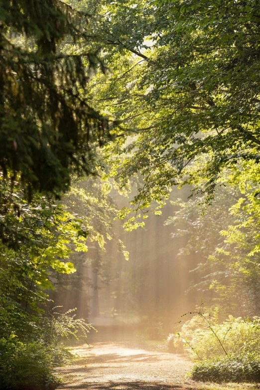 a person riding a horse down a dirt road, a picture, by Dietmar Damerau, shutterstock, fine art, forest in the morning light, sun - rays through canopy, gentle sparkling forest stream, light green mist