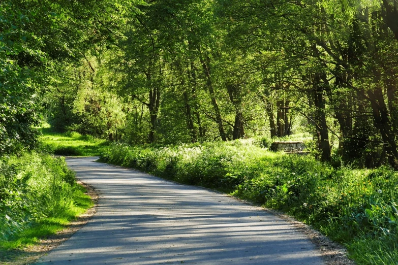 a road in the middle of a lush green forest, a photo, by Richard Carline, shutterstock, beautiful english countryside, nice spring afternoon lighting, lush trees and flowers, willows