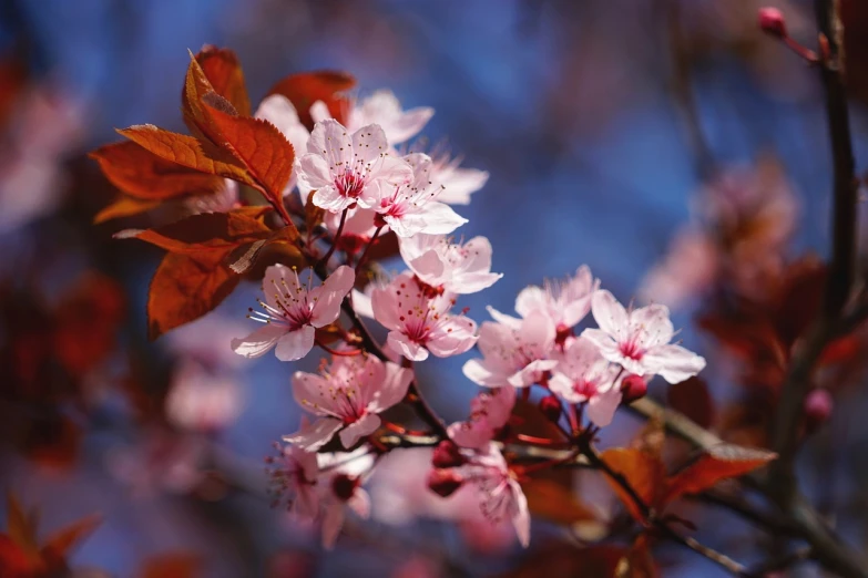 a close up of a bunch of flowers on a tree, a photo, by Pamela Ascherson, shutterstock, sakura season dynamic lighting, tim hildebrant, blue and pink colors, stock photo