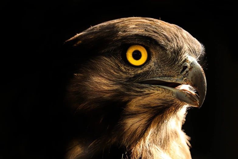 a close up of a bird of prey with yellow eyes, a portrait, by Dietmar Damerau, shutterstock, back light contrast, highly realistic”, high contrast!, heads of wooden of bird face