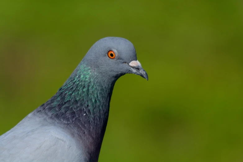 a close up of a pigeon with a green background, a portrait, he has dark grey hairs, nitid and detailed background, half - length head portrait, 70mm/f2.8